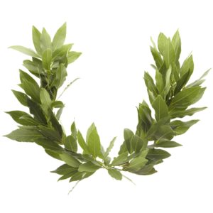 a laurel wreath in a 'U' shape