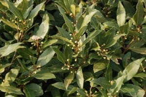 a close up photograph of a green laurel hedge