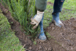 planting a hedge