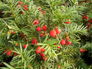 green bush with red berries