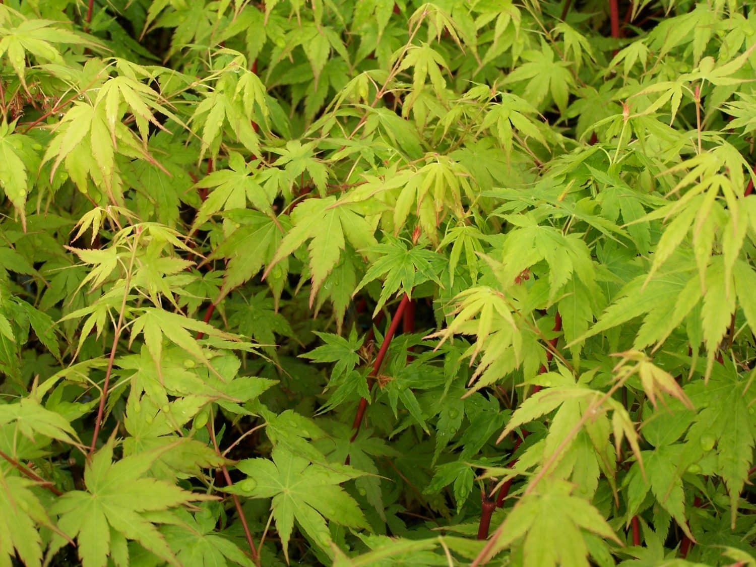 Buy Acer Palmatum Sango Kaku Coral Bark Japanese Maple Tree Hopes Grove