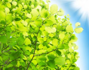 green beech leaves