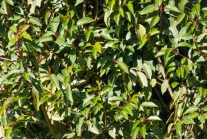 beech hedge leaves