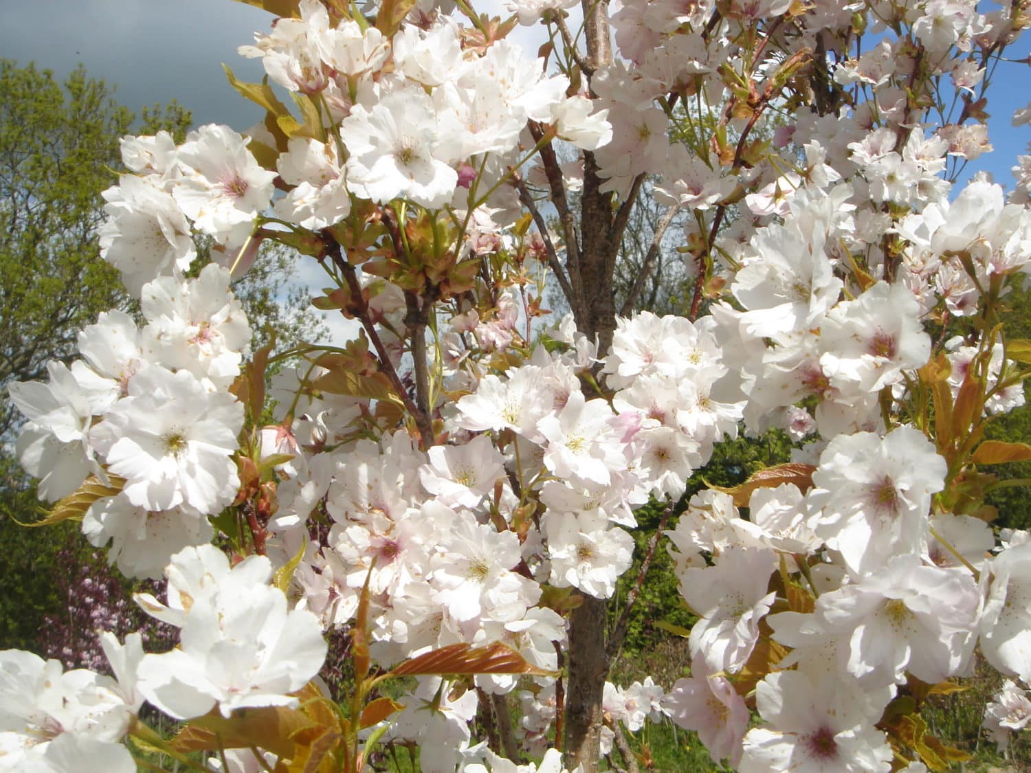 Buy Prunus Amanogawa FlagPole Cherry Trees & Hedging Hopes Grove