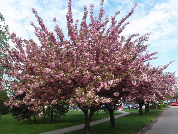 Buy Prunus Kanzan 'Cherry Kanzen' Prunus Serrulata Kanzan Trees & Shrubs