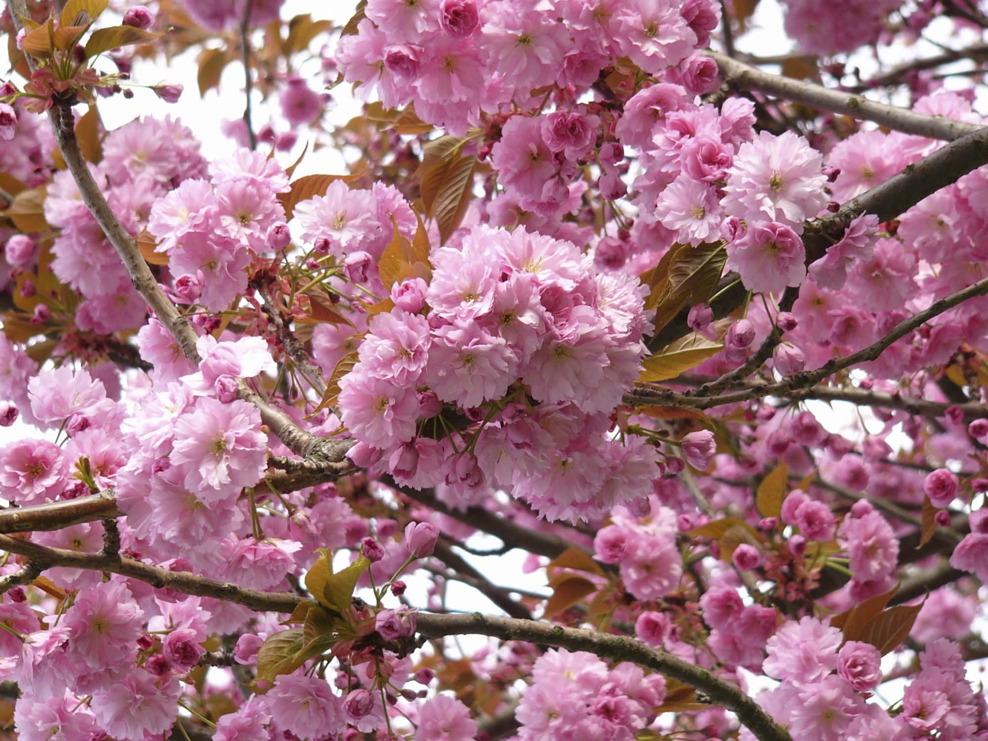 Buy Prunus Kanzan 'Cherry Kanzen' Prunus Serrulata Kanzan Trees & Shrubs