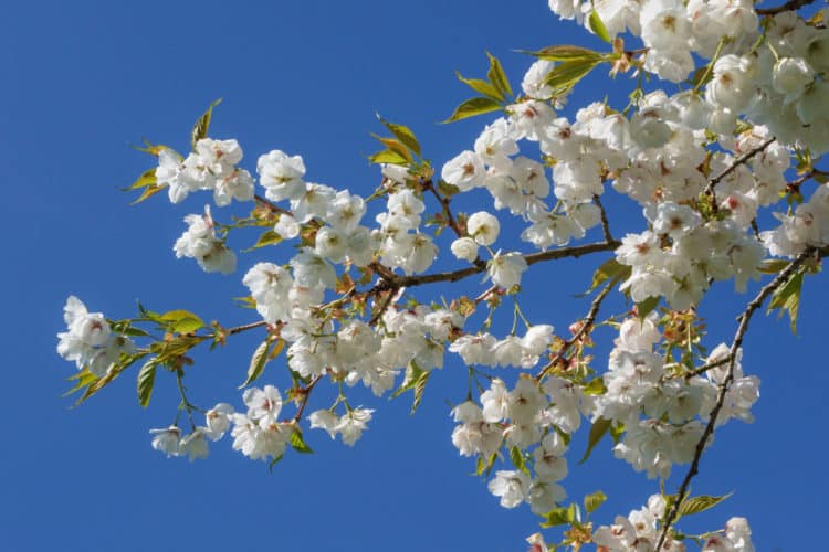 Buy Cherry Blossom Trees | Ornamental Cherry Trees ...