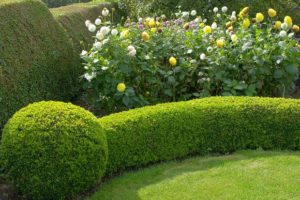 compact hedge
