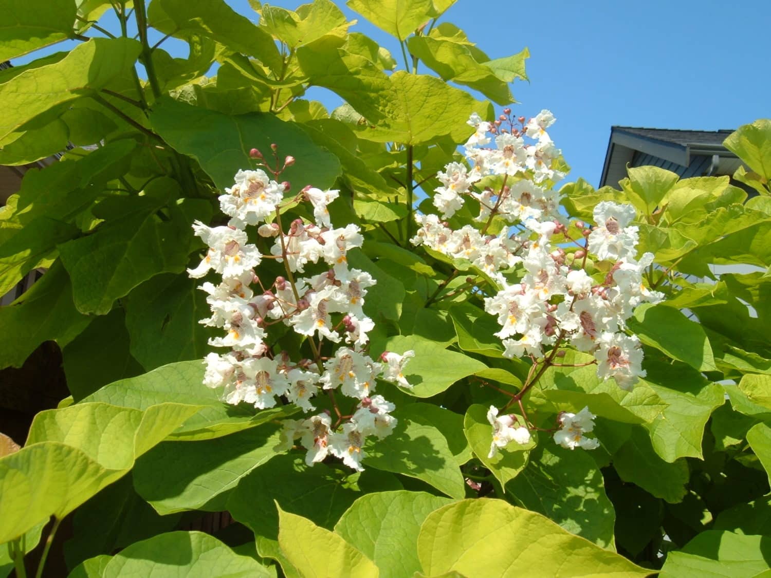 Buy Indian Bean Tree (Catalpa Bignoides) Plants & Hedges Hopes Grove