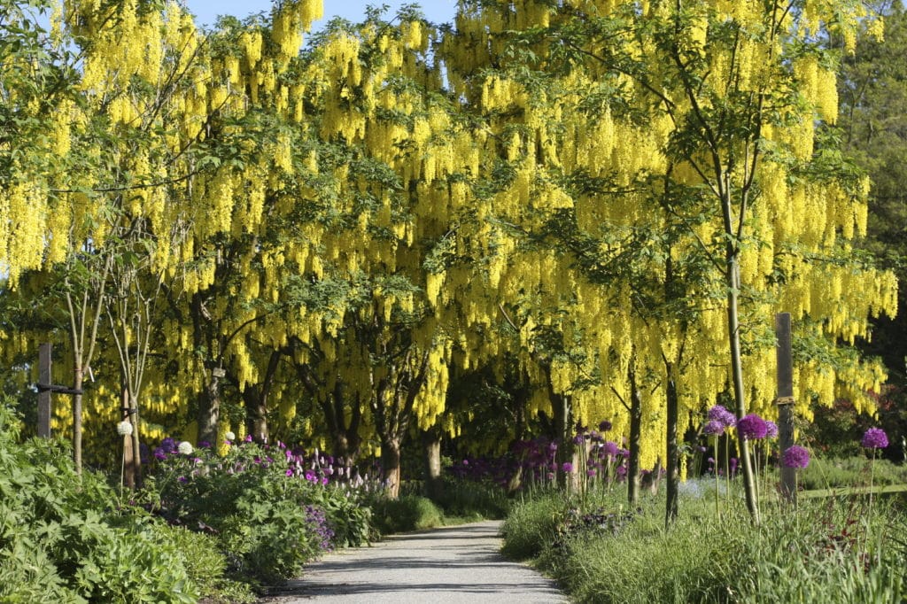 Laburnum Ornamental Trees for Sale Hopes Grove Nurseries
