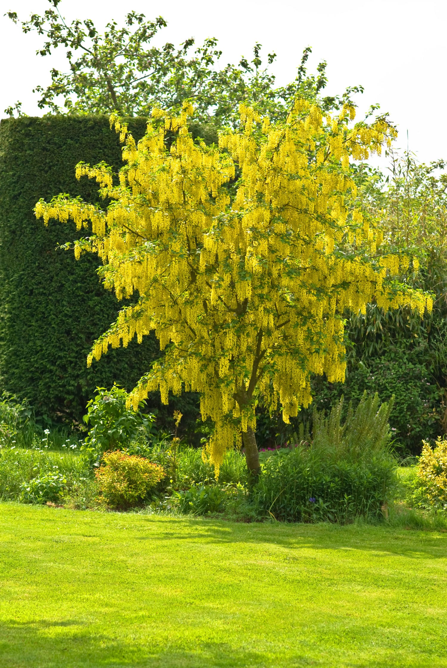 Laburnum Ornamental Trees for Sale Hopes Grove Nurseries