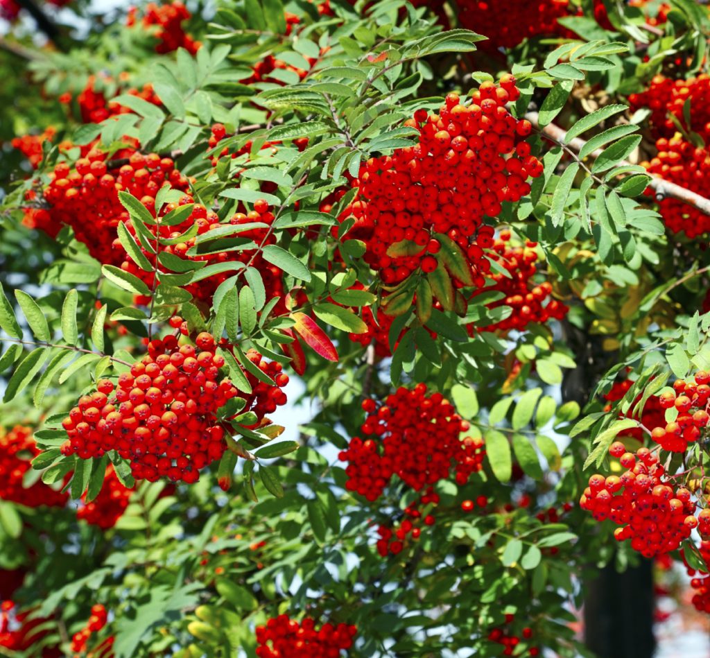 Buy Sorbus Commixta Embley Hedging | Scarlet Japanese Rowan Trees