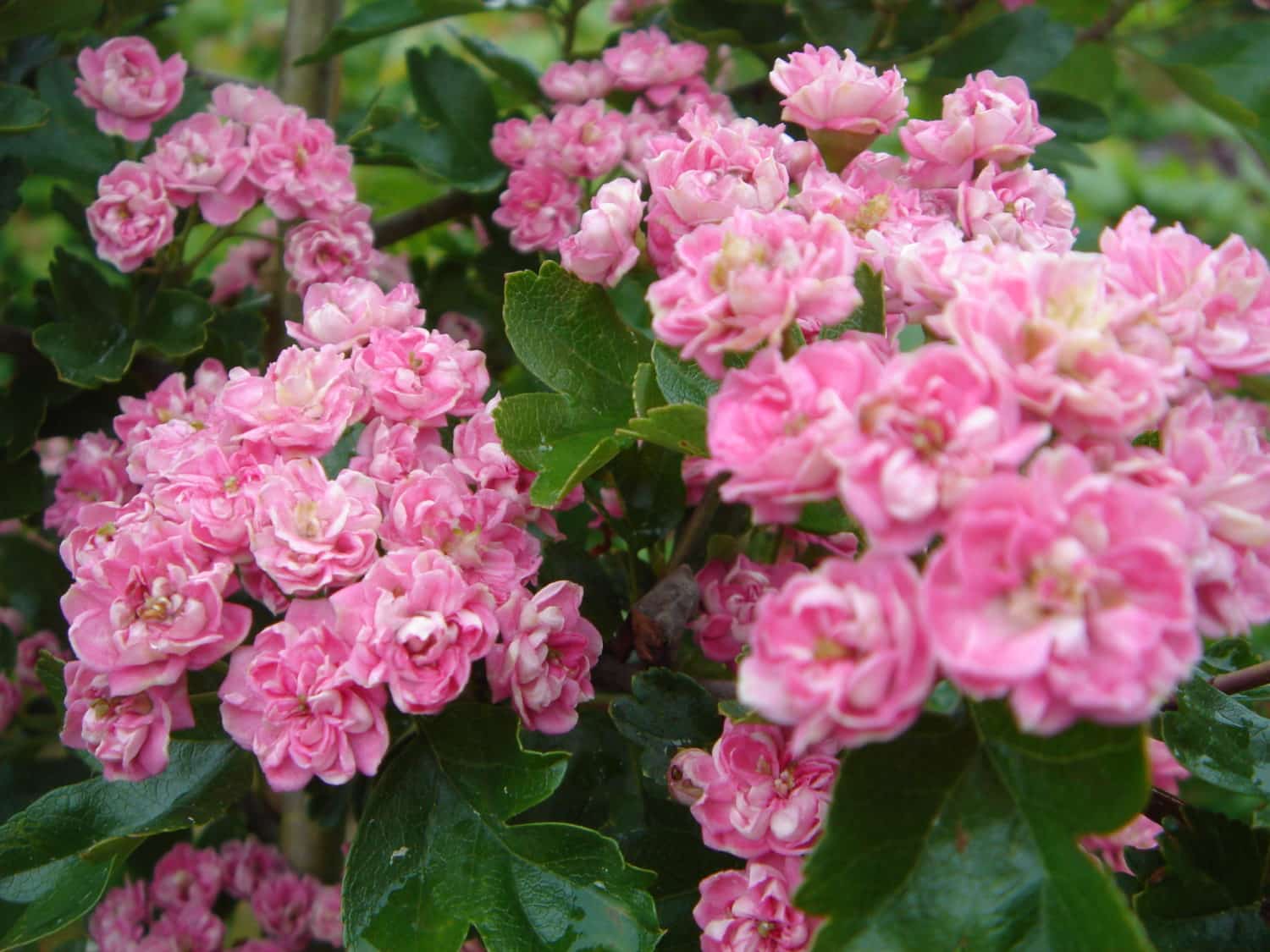 Buy Crataegus Laevigata Rosea Flore Pleno Double Pink Hawthorn Tree
