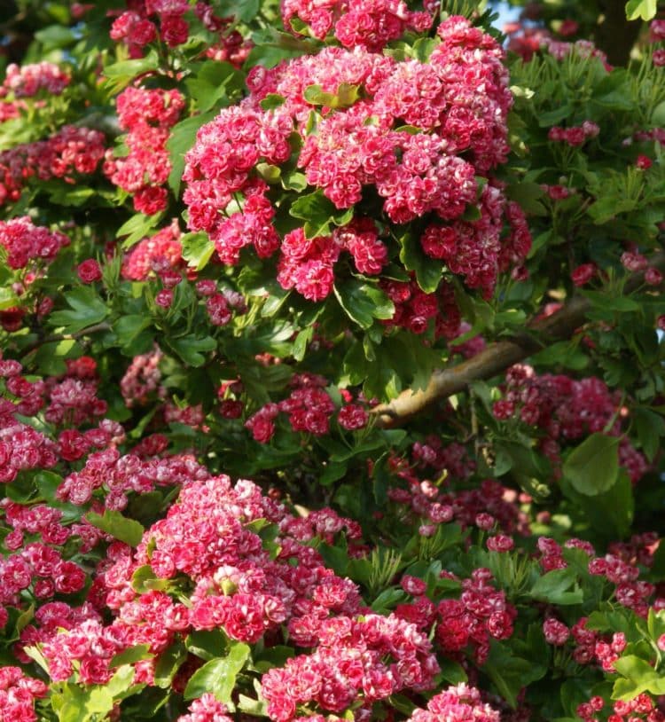 Buy Hawthorn Trees 'Crataegus' Quickthorn Trees for Sale Hopes Grove