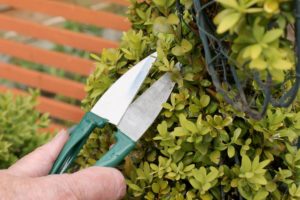 cutting topiary hedging 