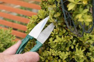 cutting topiary hedging