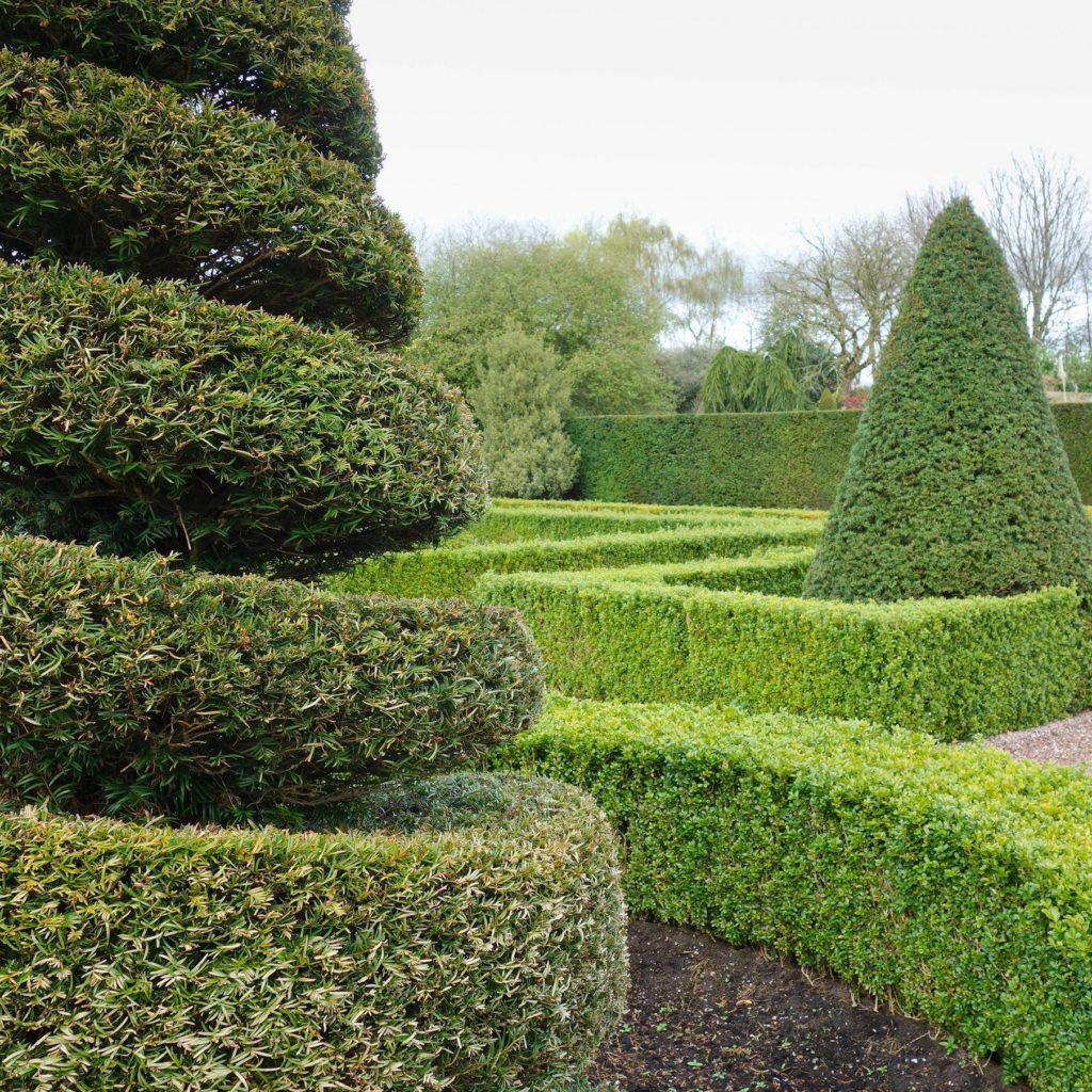 How to make a topiary Hopes Grove Nurseries