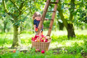 little girl picking apples