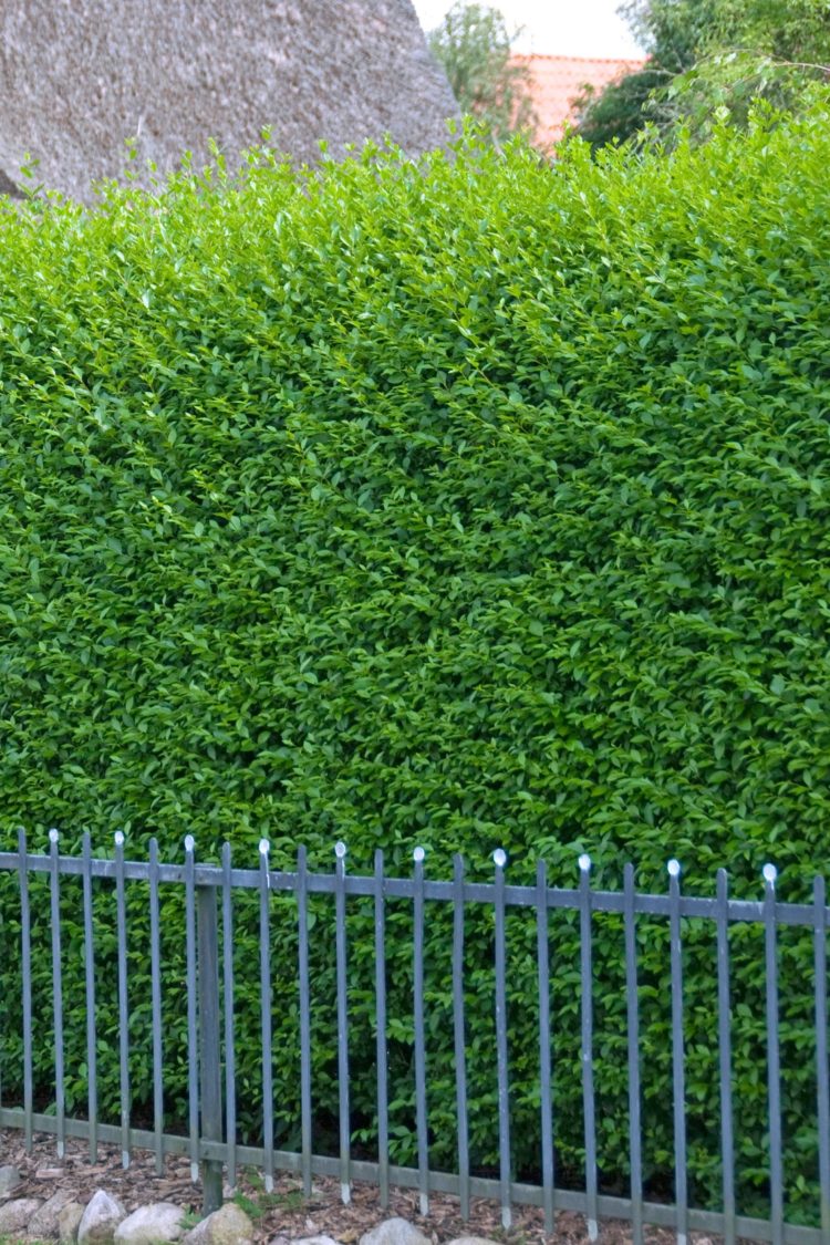 Privet Green Potted Hedging 60-80cm 24-36in