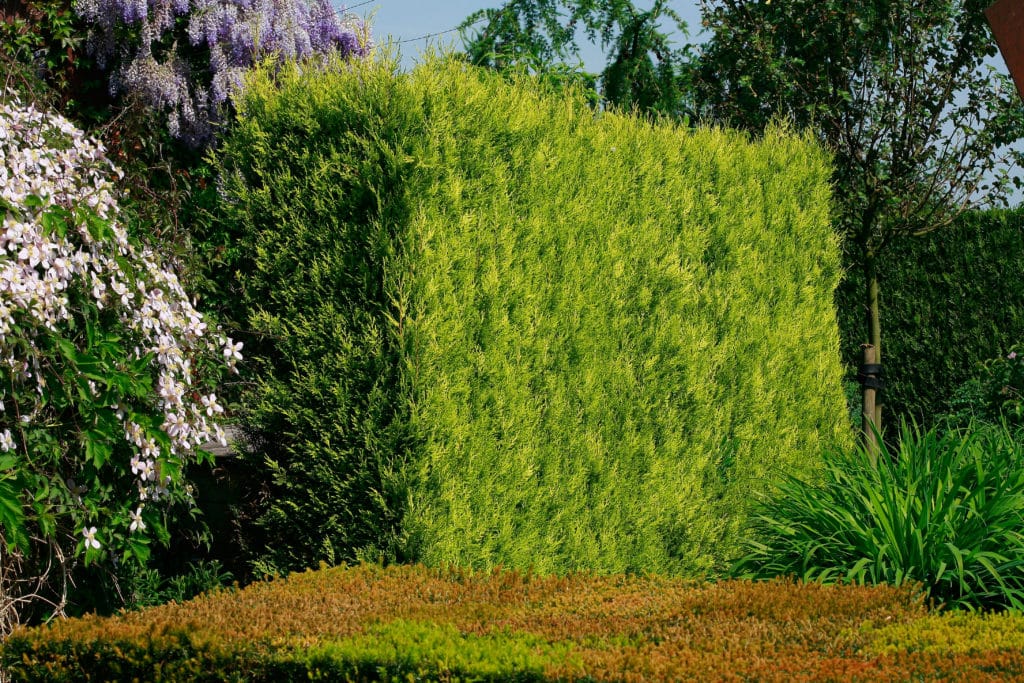 Conifer Hedges Choosing The Right Conifer Hedging Conifer Hedge