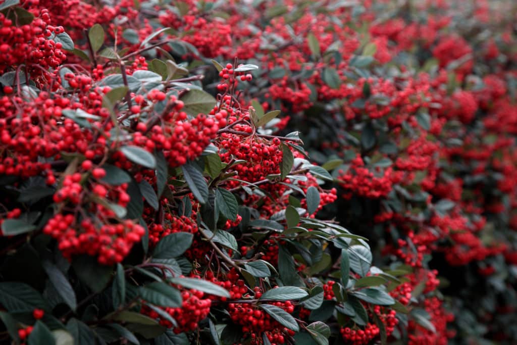 Hedges With Berries Hedging Plants With Berries Berried Hedging.