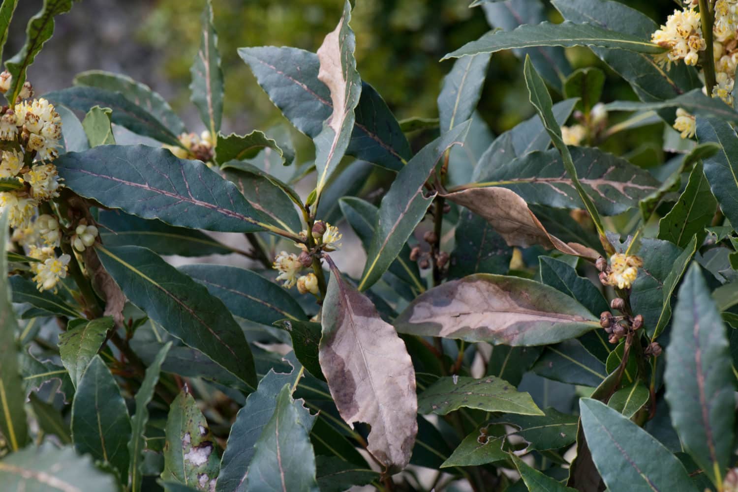 Pests, Diseases and Other Problems with Laurel Hedge Plants Hopes