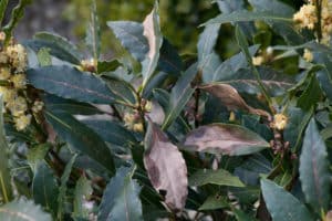 winter frost damage on laurel hedging plant