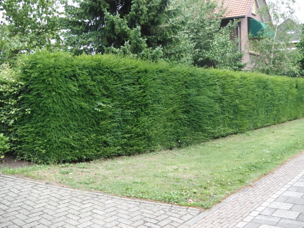 Hedges For Clay Soil Wide Selection Of Hedging Plants