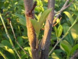 laurel hedging with new shoots after leaf drop