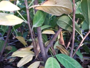 laurel hedge plants leaf drop