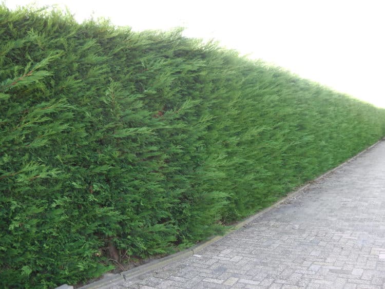 Hedges For screening and privacy