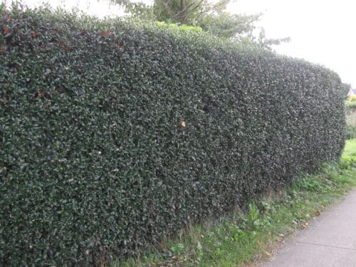 Hedges Suitable For Use As Windbreaks