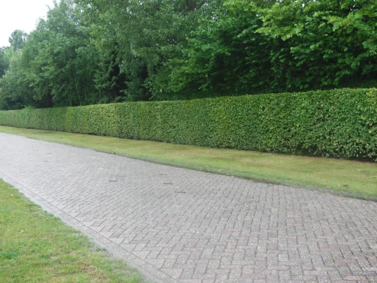 Hedges For Screening and Privacy