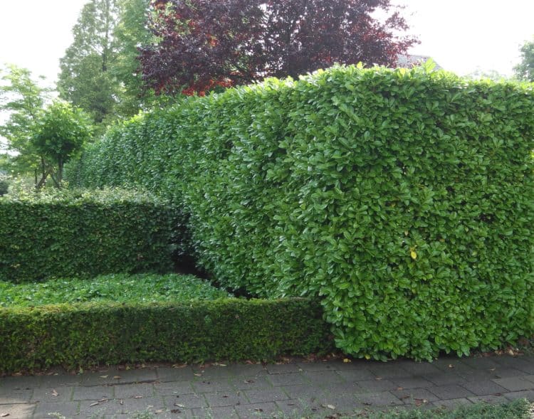 Hedges Suitable For Use As Windbreaks