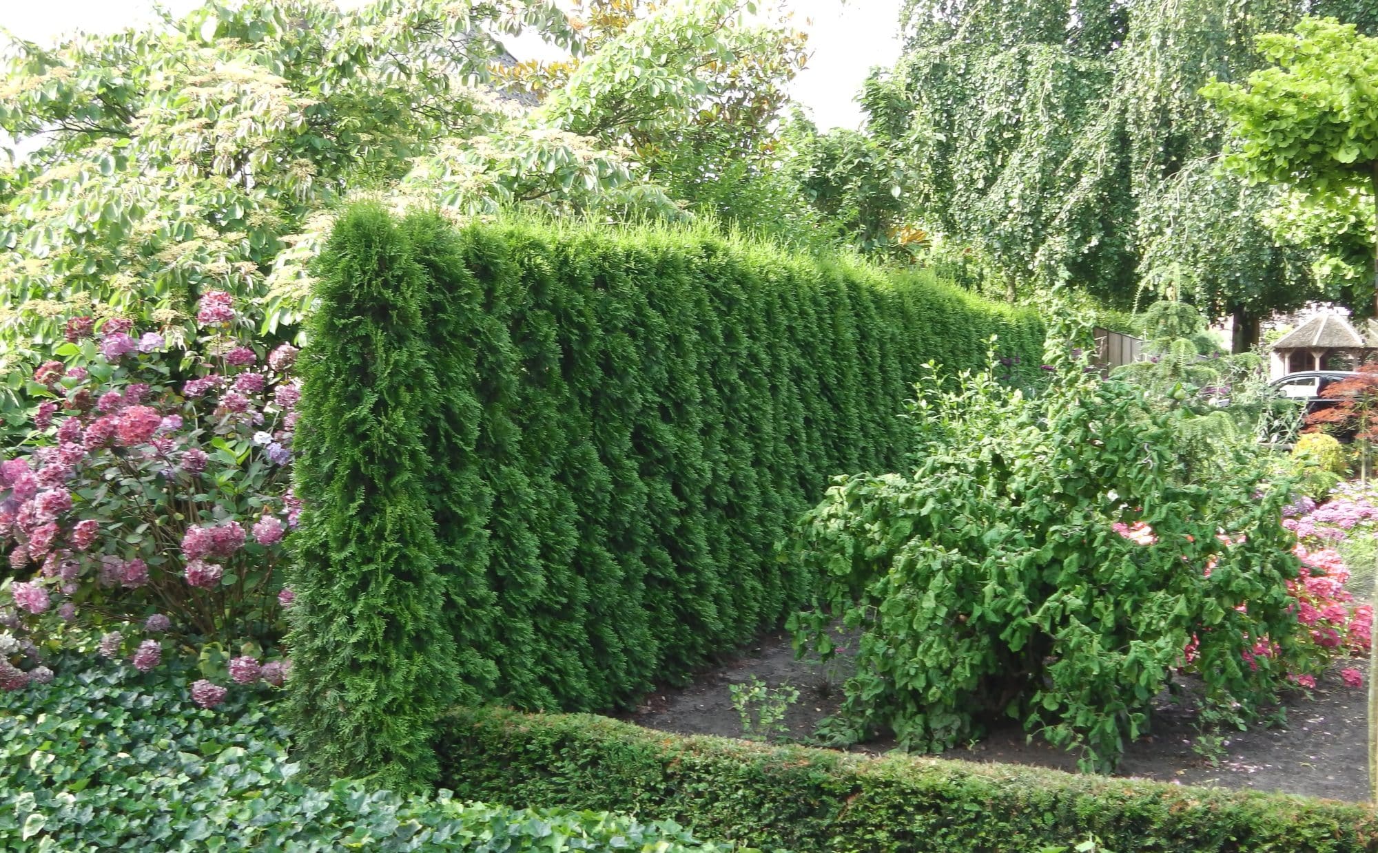 hedge bushes hedge bushes