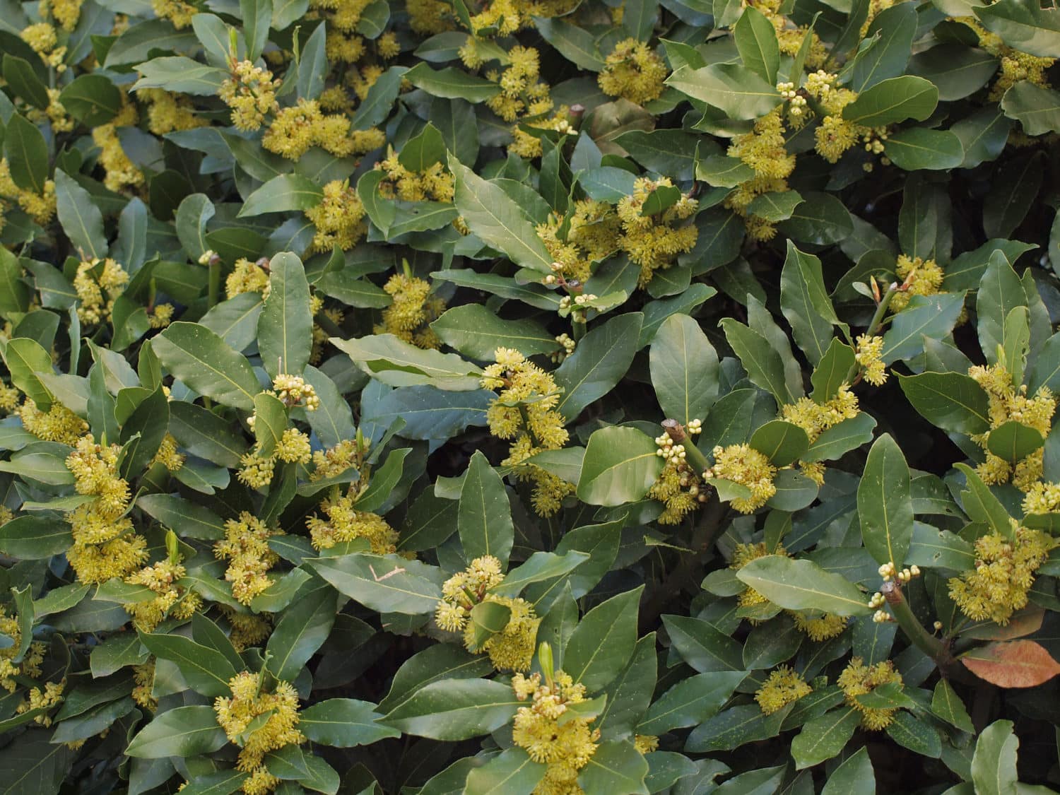 Buy Bay Laurel Hedge Plants Laurus Nobilis Hedges Bay