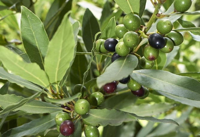 berries on Bay Laurel hedging plant