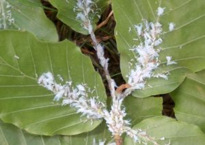 Beech aphid on a green beech hedge plant