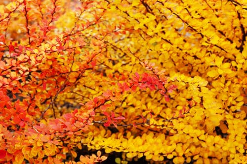 Hedges With Colourful Autumn Foliage