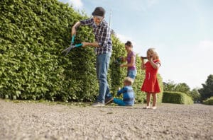 When to trim a Beech hedge