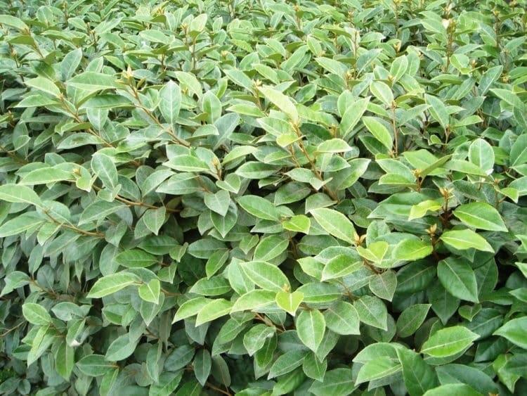 Hedges For Partial Shade Partial Shade Shrubs Partial Shade Hedging