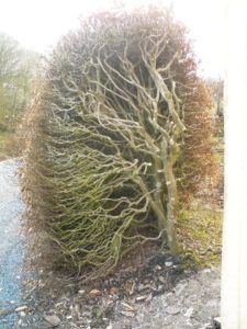 Overgrown beech hedge