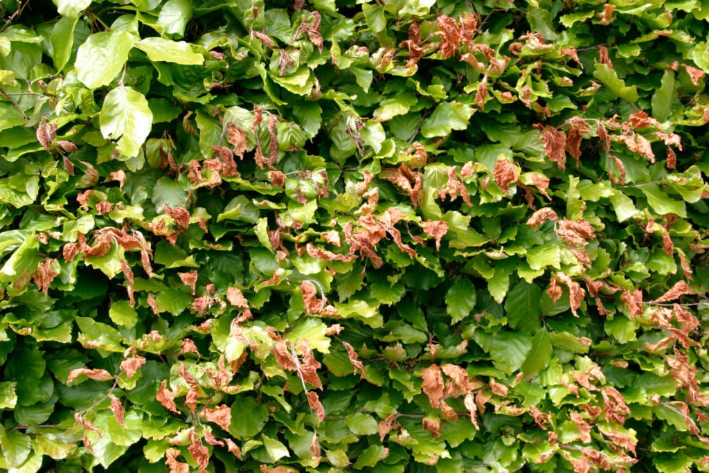 Pests, Diseases & Problems with Beech Hedges Hopes Grove Nurseries