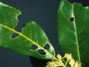 fungal shot hole laurel hedging plants