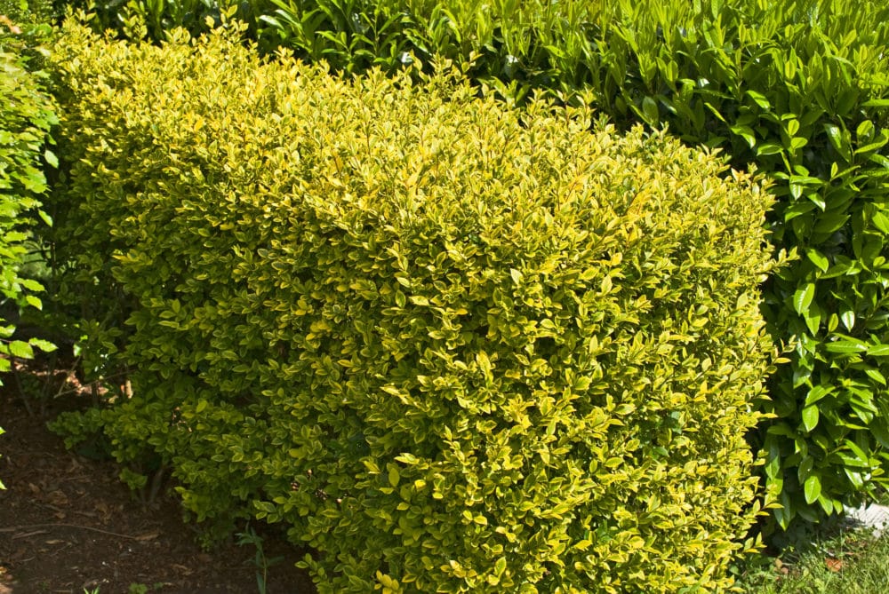 Hedges For Clay Soil Wide Selection Of Hedging Plants