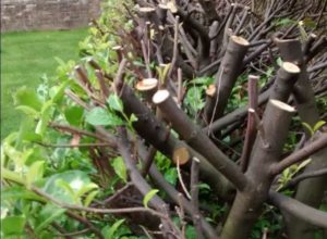 How do I rejuvenate an overgrown laurel hedge?