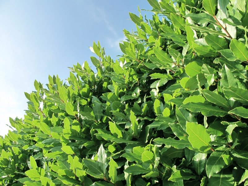 Buy Bay Laurel Hedge Plants Laurus Nobilis Hedges Bay Laurel Hedging