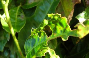 powedery mildew on cherry laurel