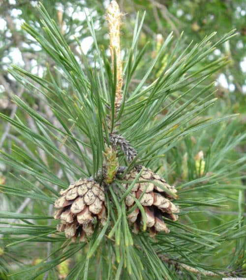 Scots Pine Hedging