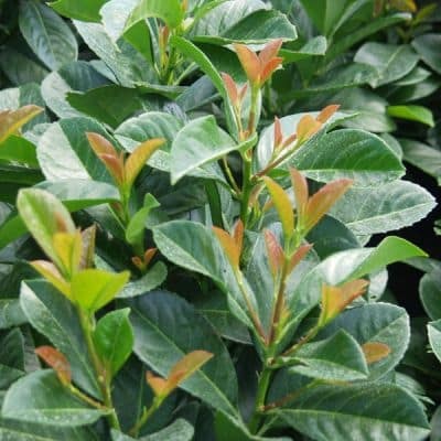 etna laurel hedge new growth